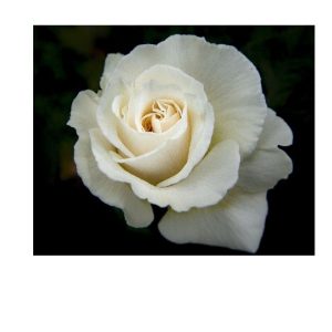 rose blanche fleuristefoliole.com
