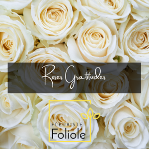 Roses gratitudes fleuristefoliole.com